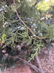 Juniperus virginiana