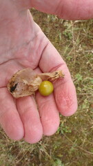 Physalis virginiana
