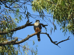 Falco femoralis