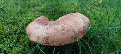 Russula foetens