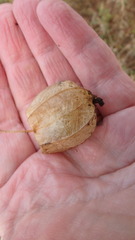 Physalis virginiana
