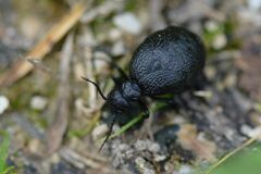 Meloe rugosus