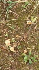 Physalis virginiana