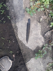 Eudynamys scolopaceus