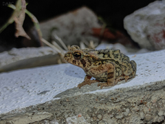 Incilius valliceps