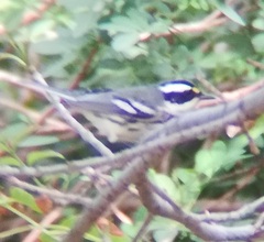 Setophaga nigrescens