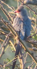 Urocolius indicus transvaalensis