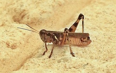 Melanoplus ponderosus