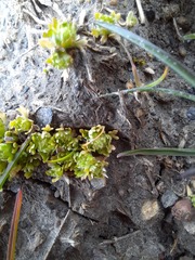 Ceratocephala pungens