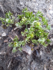 Ceratocephala pungens