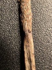 Eleocharis palustris