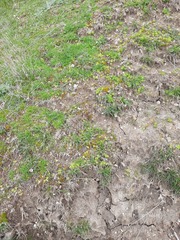 Ceratocephala pungens