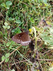 Euploea core