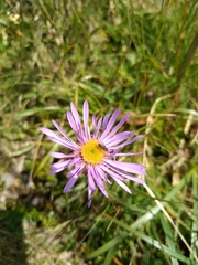 Aster alpinus