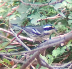 Setophaga nigrescens