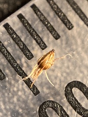 Eleocharis palustris