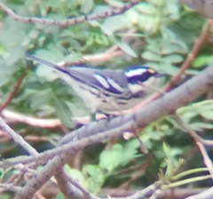 Setophaga nigrescens