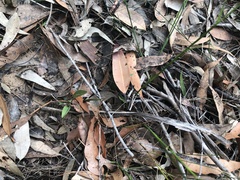 Cryptostylis