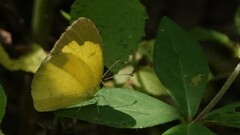 Eurema brigitta