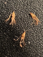 Eleocharis palustris