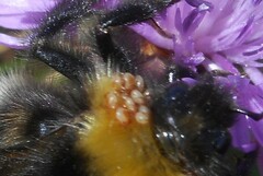 Acariformes