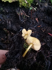 Tricholomopsis aurea