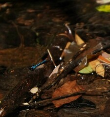 Heliocypha perforata