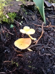 Tricholomopsis aurea