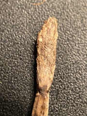 Eleocharis palustris