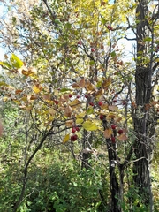 Crataegus submollis