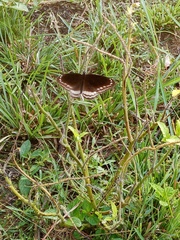 Euploea core