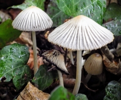 Coprinellus impatiens