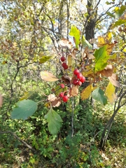 Crataegus submollis