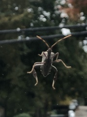 Leptoglossus corculus