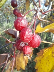 Crataegus submollis
