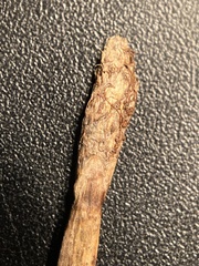 Eleocharis palustris