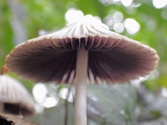 Coprinellus impatiens