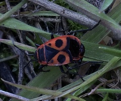 Pyrrhocoris apterus