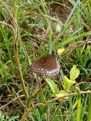 Euploea core
