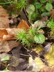 Polytrichum commune