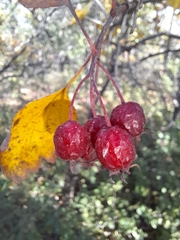 Crataegus submollis