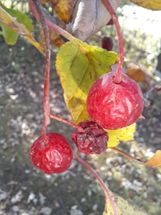 Crataegus submollis