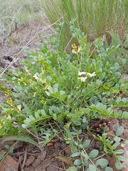 Astragalus beckwithii