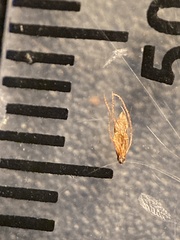 Eleocharis palustris