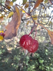 Crataegus submollis