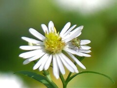 Taylorilygus apicalis