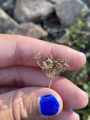 Cymopterus hallii