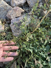 Cymopterus hallii