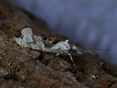 Ypsolopha asperella