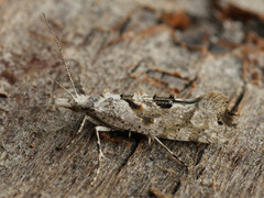 Ypsolopha asperella